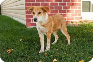 Marla - Lab_American Cattle Dog mix