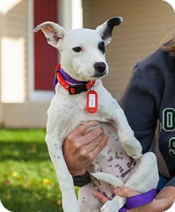 Melody - Terrier Mix