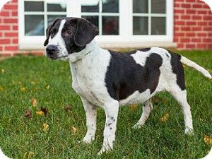 Noah - Beagle_Pointer Mix