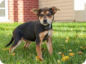 Paprika - Lab_Catahoula mix